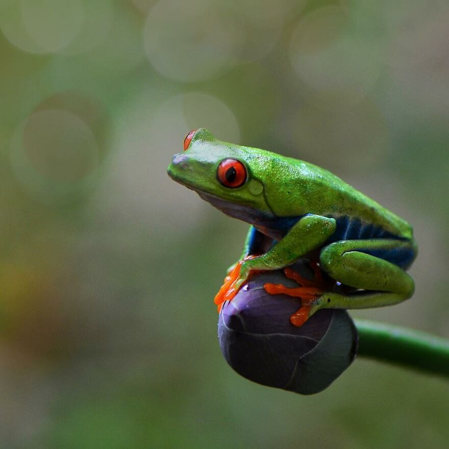Photographer Takes Pictures Of Small Frogs Using Flowers As Umbrellas And Goes Viral