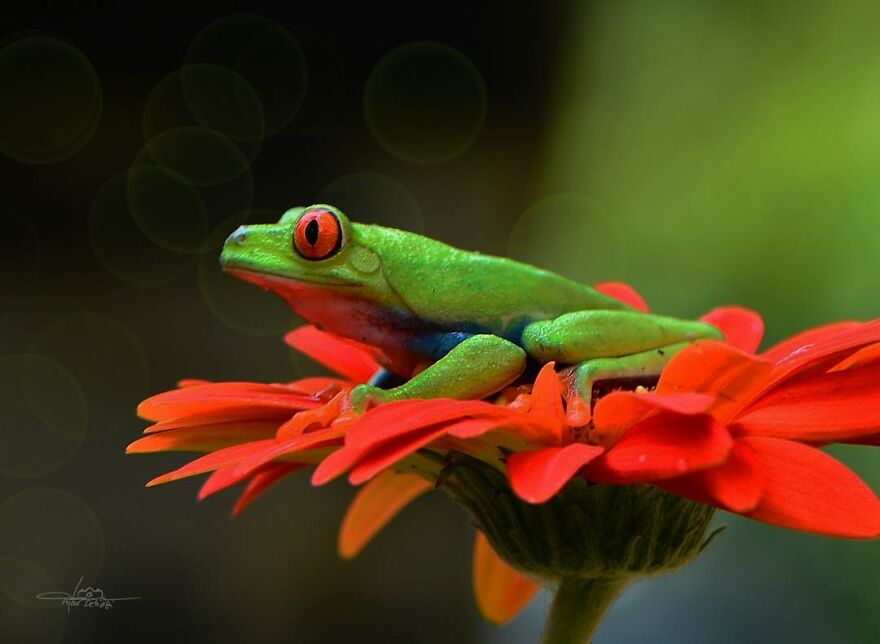Photographer Takes Pictures Of Small Frogs Using Flowers As Umbrellas And Goes Viral