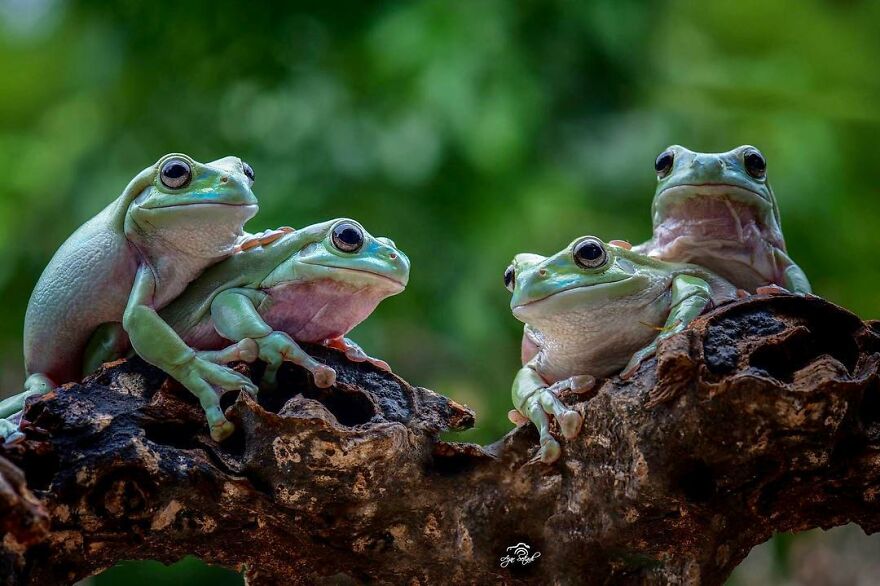 Photographer Takes Pictures Of Small Frogs Using Flowers As Umbrellas And Goes Viral