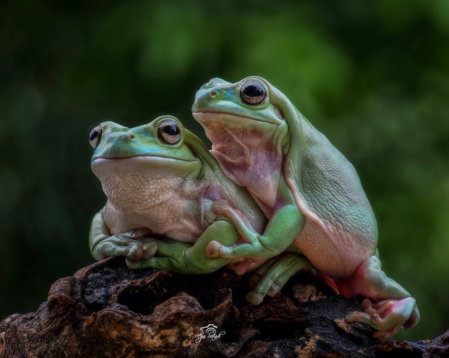 Photographer Takes Pictures Of Small Frogs Using Flowers As Umbrellas And Goes Viral