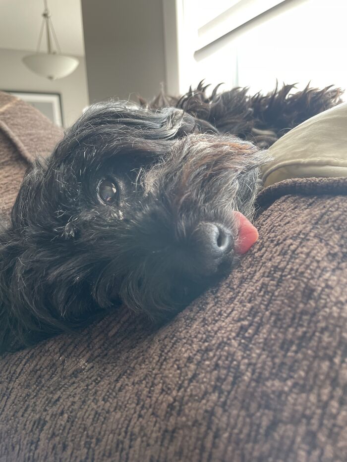 This Is Tosh Our 12 Year Old Havanese, He’s Missing Some Teeth So His Tongue Sticks Out.