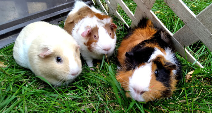 I Already Have Three But I Would Love More Guinea Pigs