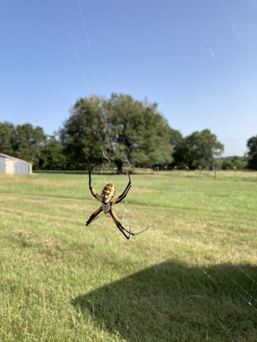 Spider At My Ranch