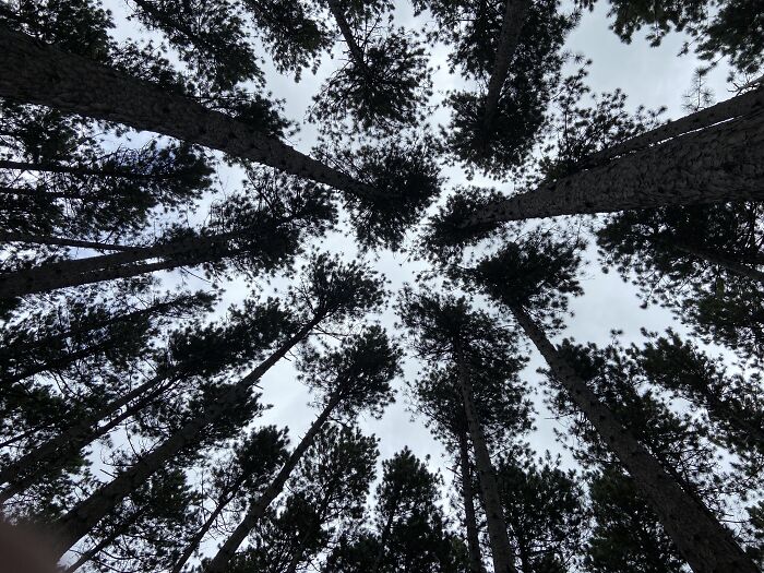 Pine Canopy