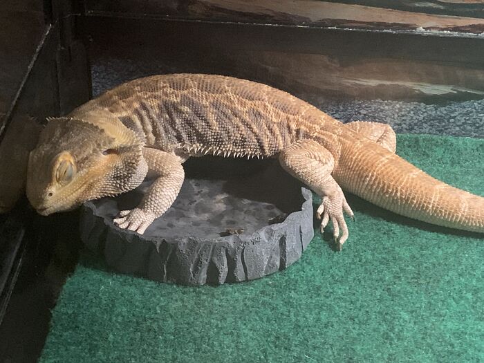 Our Rescue Beardie Enjoying Her Post Breakfast Food Coma. Silly Girl, You Have A Hammock!