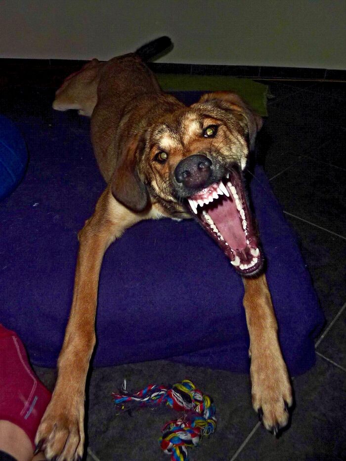 I’m Actually Being Playful, Can You Tell?