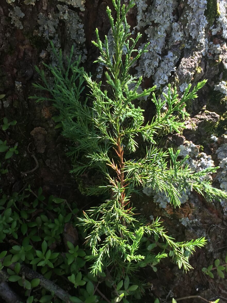 32 Ish Photos I Took Of Stuff In My Backyard This Afternoon