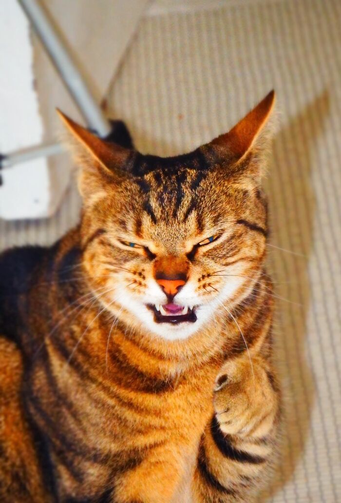 Frosk Swearing At Me After Asking Her If I Can Have Another Cat!