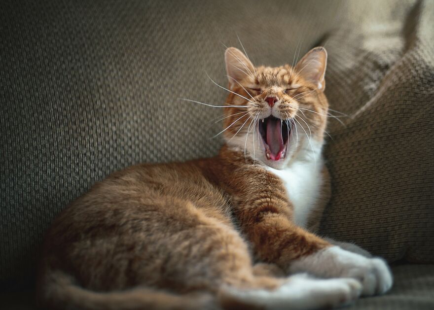Miniature Lion Yawn