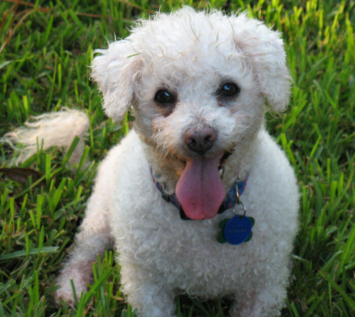 Simon, My First "Unadoptable" Lifetime Resident