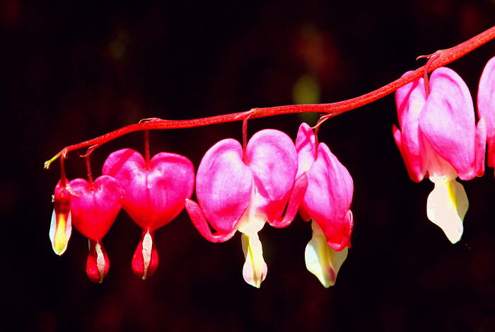 Bleeding Hearts, My Favorite Flowers As A Child. Don't See Them Much Anymore. It's Not Really A True Red, But Close Enough.