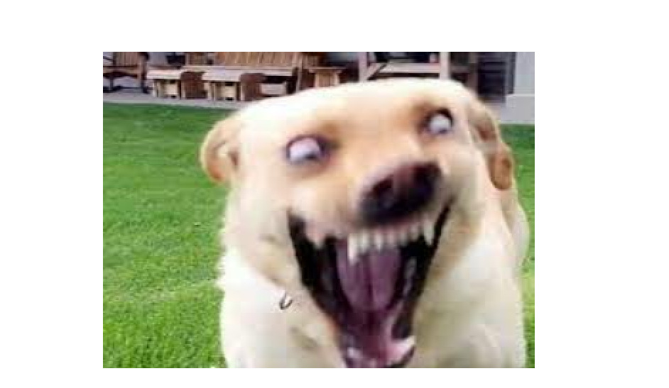 Hey Pandas, Add A Funny Caption To This Random Image