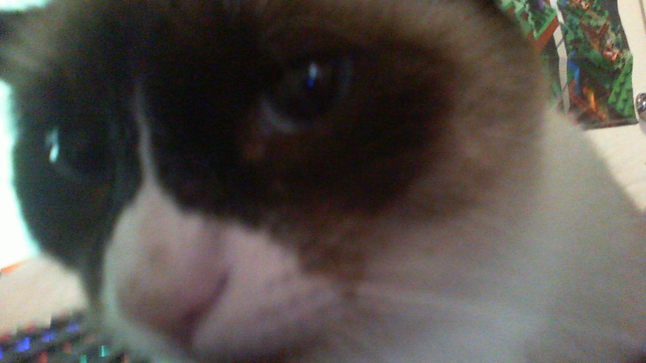 Hey Pandas, Photoshop My Goofy Siamese