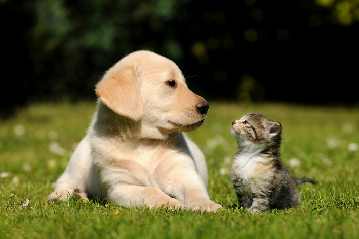 Kitten With Puppy