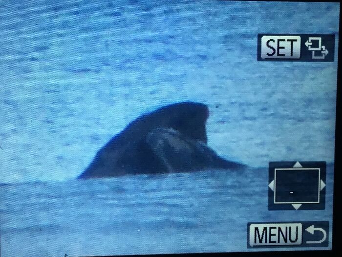 I Took This Picture From My Camera. This Is A Mummy And Newborn Whale Calf I Found On The First Day Back At School For Term 3.