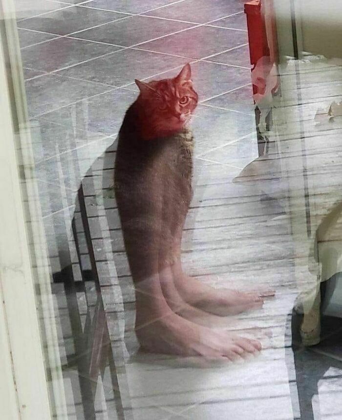 Feet Cat