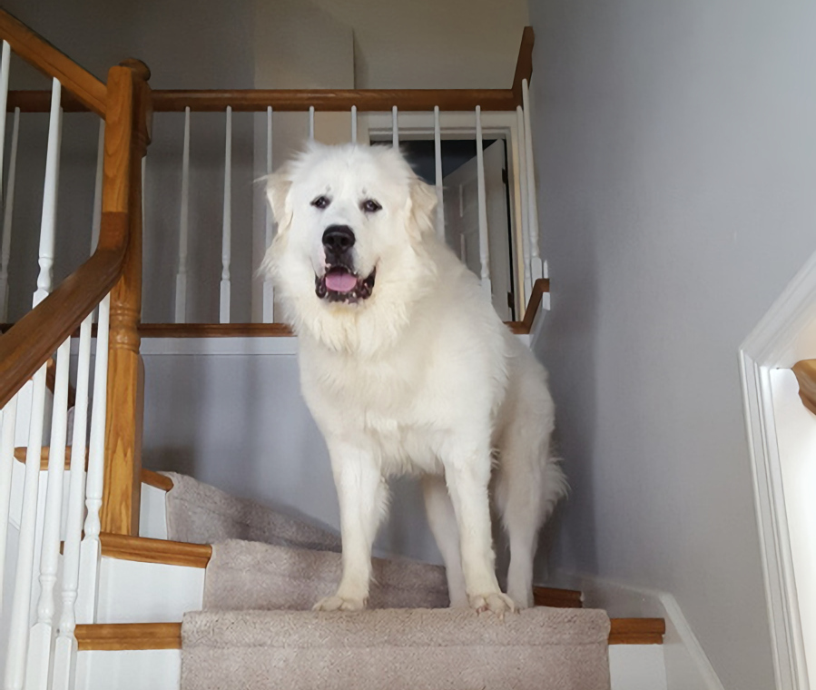 Hey Pandas, Im Back Again!! Photoshop Me (A Dog) In Anyway You Would Like!