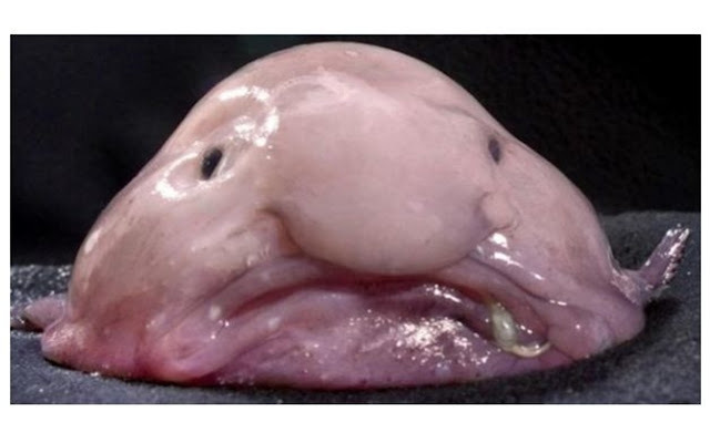 comfortably ugly blobfish: Image Gallery (List View)