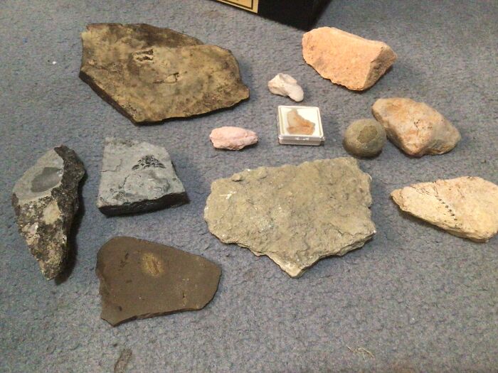 Here Are All The Fossils That I Or My Mum Have Found (Not Bought)