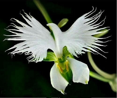 Holy-Spirit-Orchid-6142138b3e16e.jpg