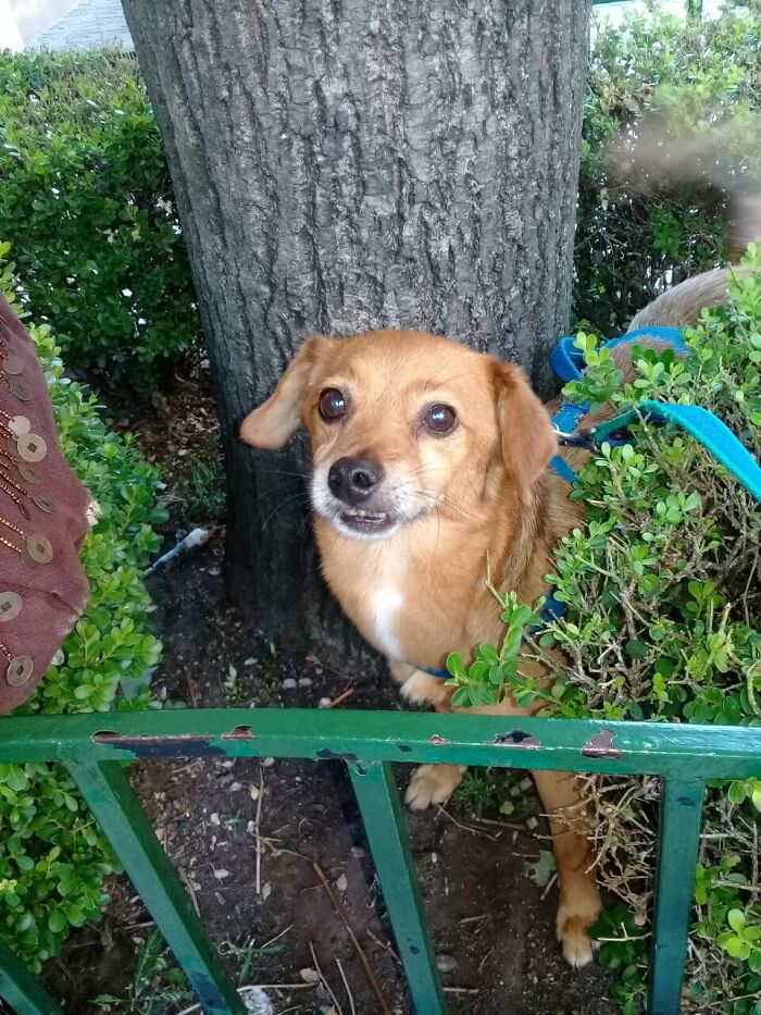 Felipe, My Eleven Years Old Wonderful Furry Child.