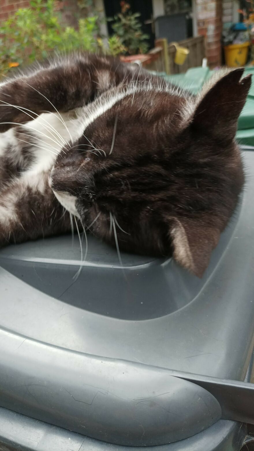 My Cat Wants To Be Trash