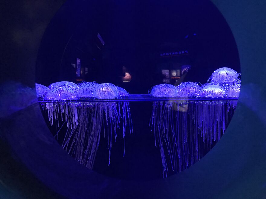 Not As Cool As The Rest On Here, But It's Picture Of Jellyfish I Took At The National Aquarium In Baltimore Md