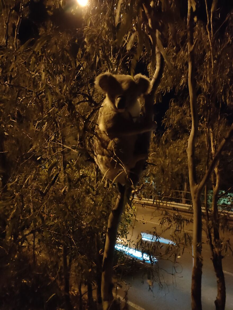 This Guy Got Stuck On The Medium Strip Of A Major Road. Waiting For Koala Rescue Service To Relocate Hi M.