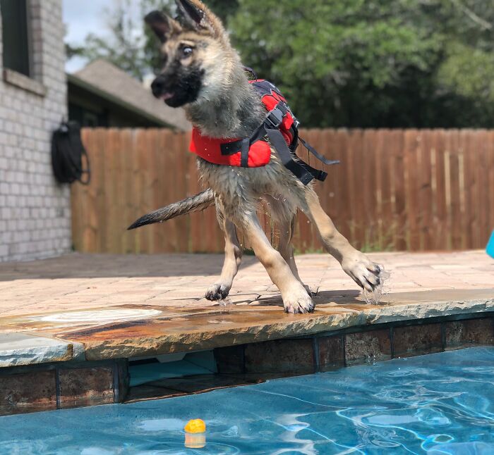 Saban Von Helsing Didn't Like The Pool At First. Now We Can't Keep Him Out Of It...