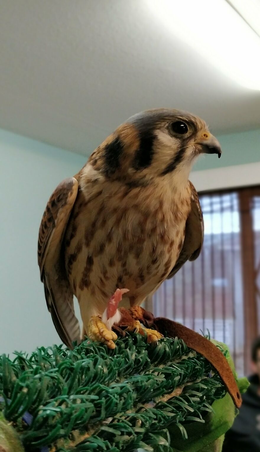 Got Up Close And Personal With A Resident Kestrel At A Birds-Of-Prey Rehab Centre I Volunteered At