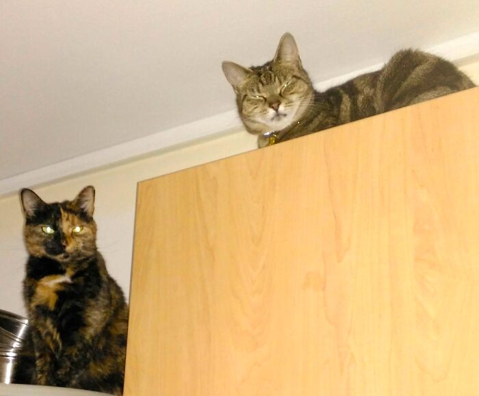 Frosk Knew That Sas Stalked Her For Fun Hahaha