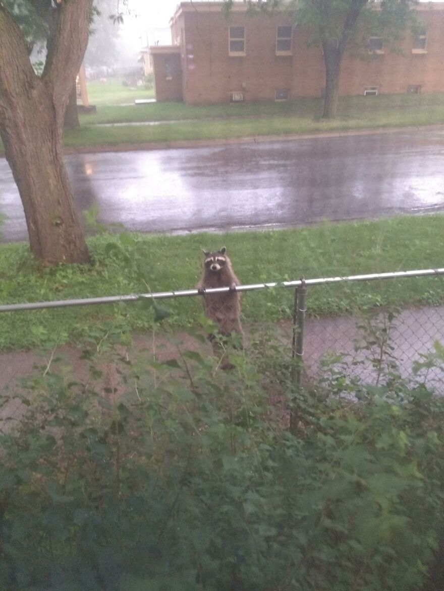 I Checked On The Rain, Made Eye Contact, Then He Decided To Back Off The Fence And Goto The Tree And Give Me The Stink Eye The Whole Time.
