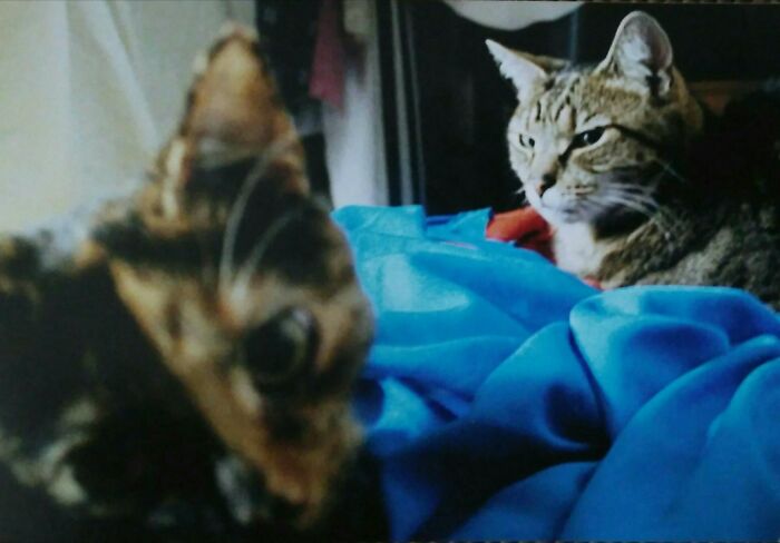 Frosk Knew Sas Would Be Her Living Nightmare Hahaha