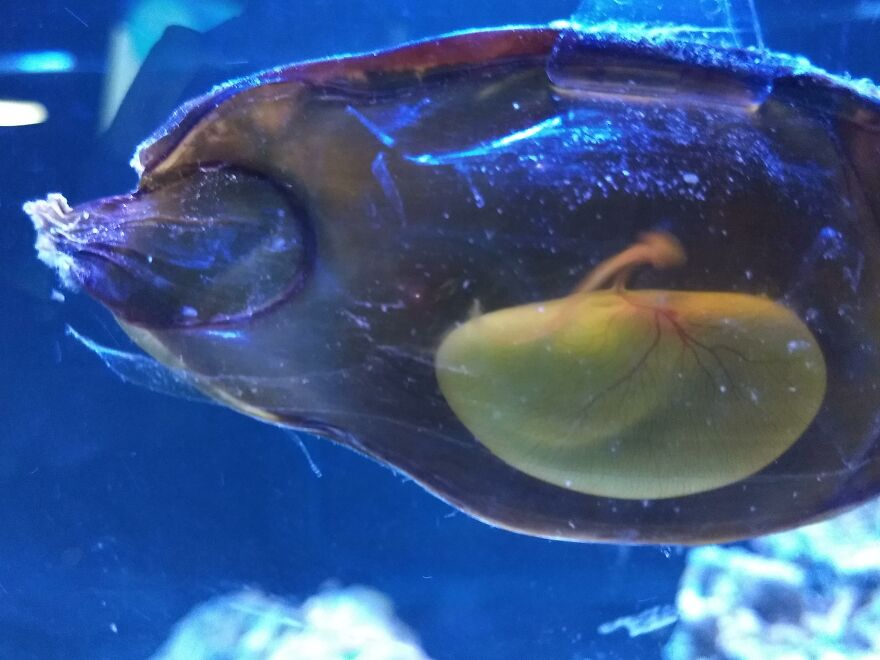 Mermaid Purse (Baby Shark) At Our Local Aquarium.