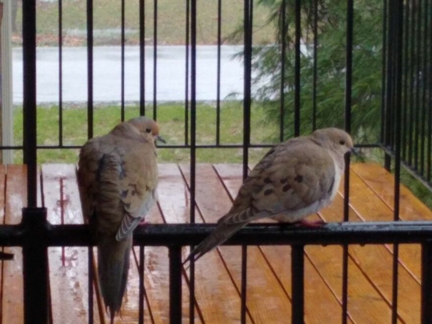 These Two Love Birds