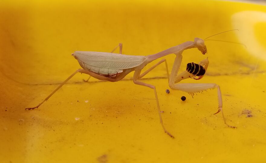 This Mantis, Casually Dismantling A Wasp On My Recycle Bin.