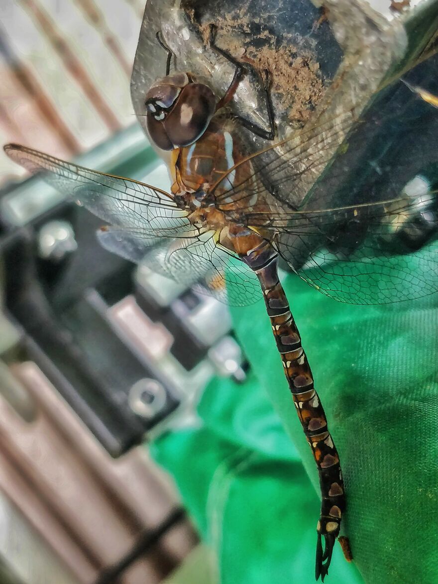 Dragonfly I Took A Picture Of In The Backyard One Time