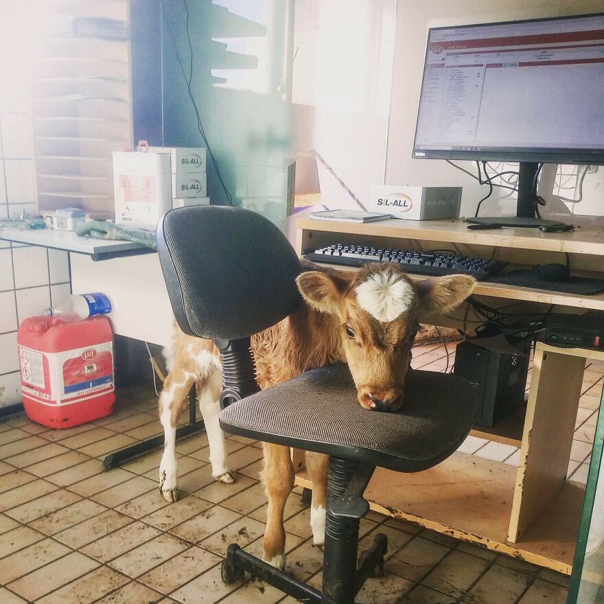 My Real Boss In The Office
