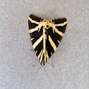 paulvandeveegaete avatar