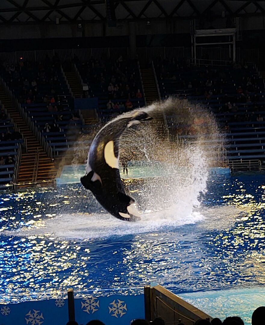 Done At Seaworld. Snapped It Just Before She Re-Entered The Water.