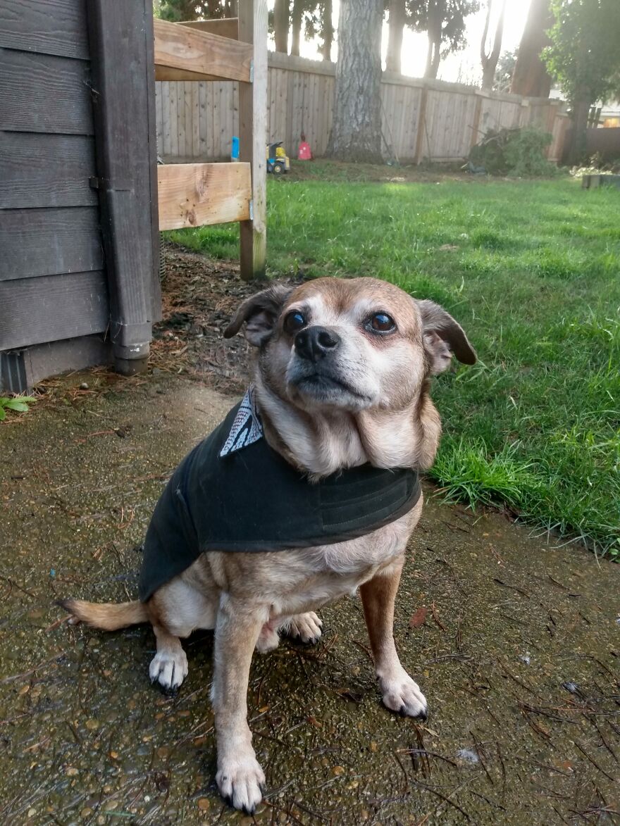 My Senior Dog With Attitude-Buster Boi My Senior Dog With Attitude-Buster Boi