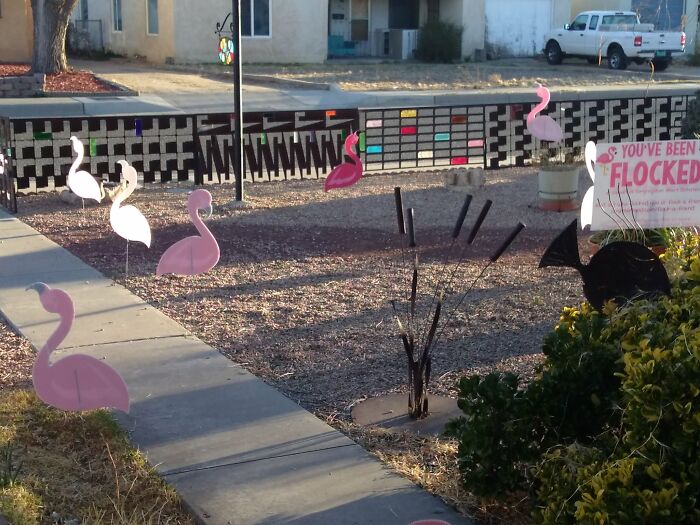 When We Got "Flocked". Flamingos Came To Visit Us For A Day For Charity.