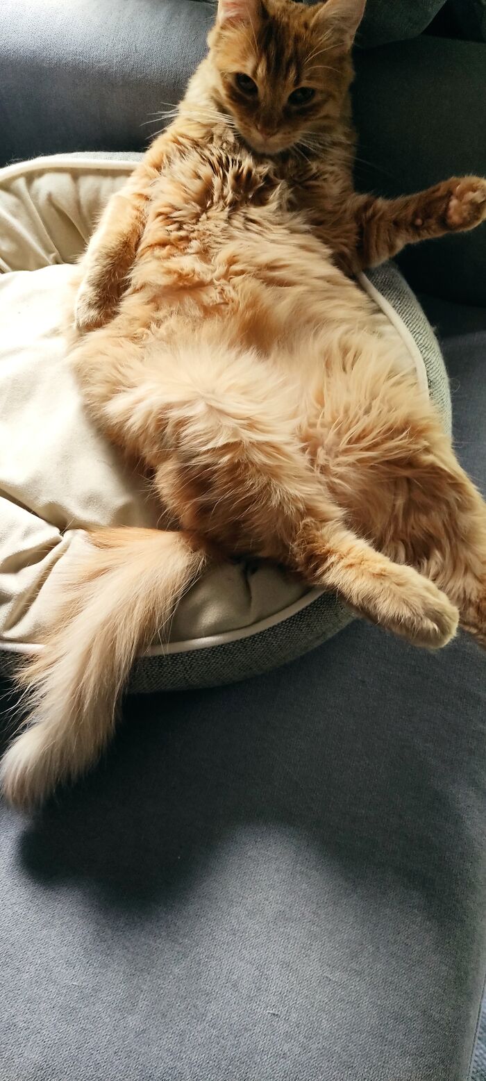 Let's Me In Peace Human!