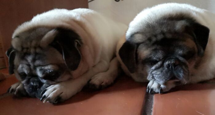 My Two Boys Taking A Nap. Houdini (9) And Gober (10). They Are Father And Son