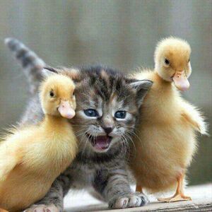 nguyenlong1988hcm avatar