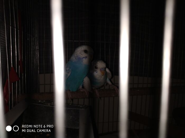 My Two Budgies Snuggling At Night