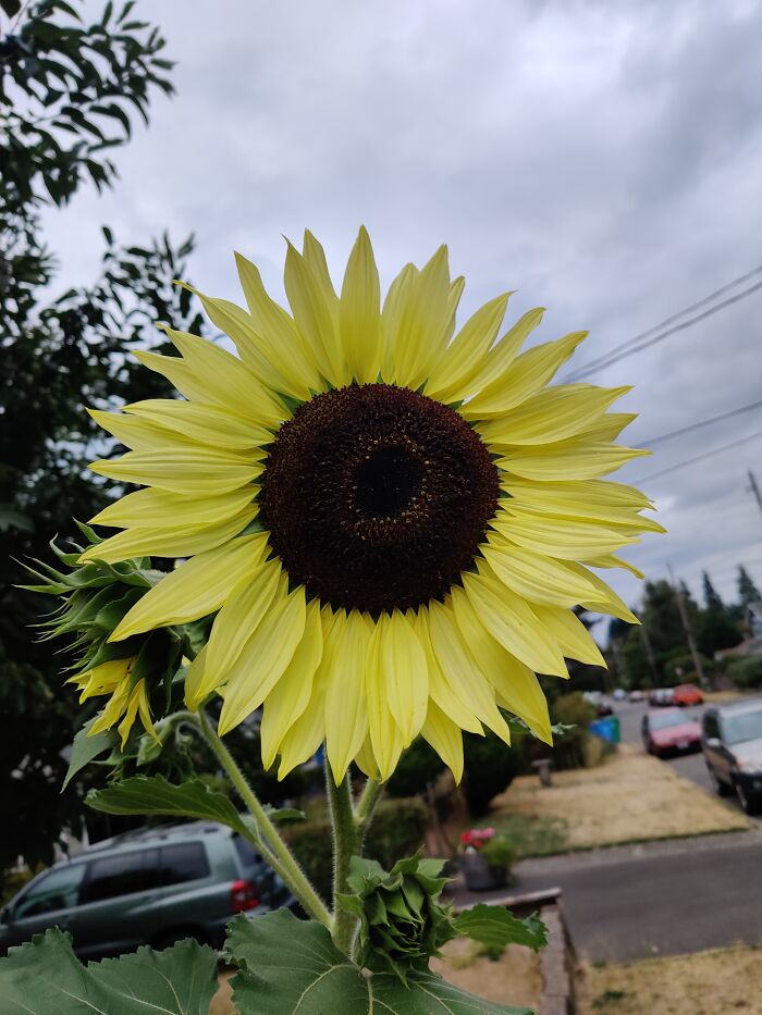 One Of The Many Sunflowers In My Garden.