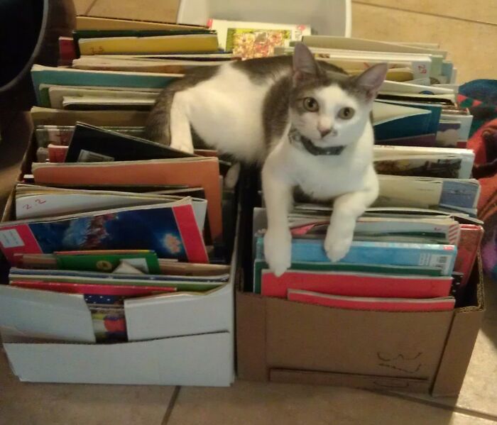My Cat Bell Helping Us Sort Books