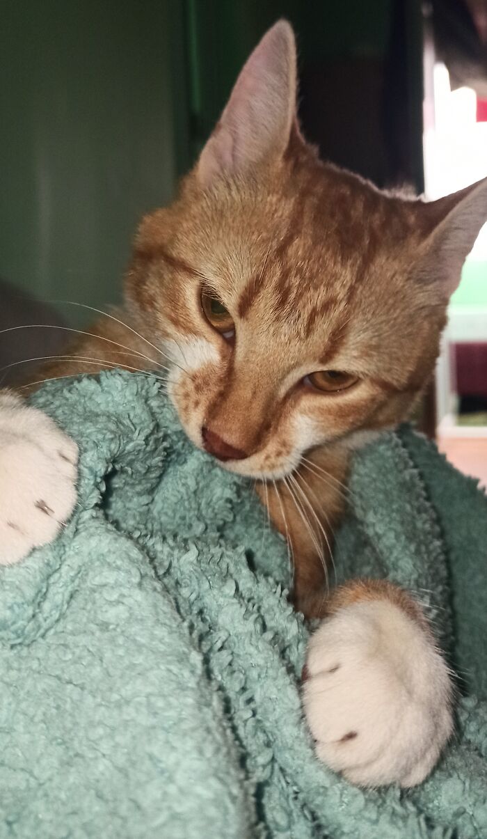 So Soo Mad At You Hooman !