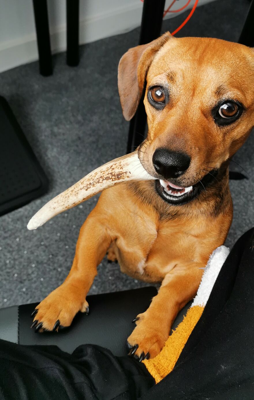 My Dog Posing With Her Antler